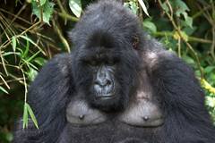 Gorilla beringei beringei