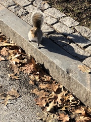 Sciurus carolinensis