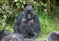 Gorilla beringei beringei
