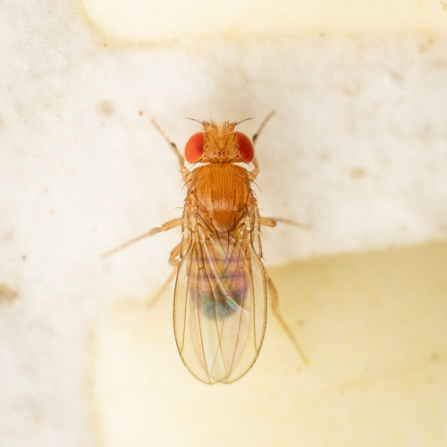 Common fruit fly