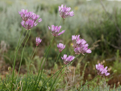 Allium inderiense