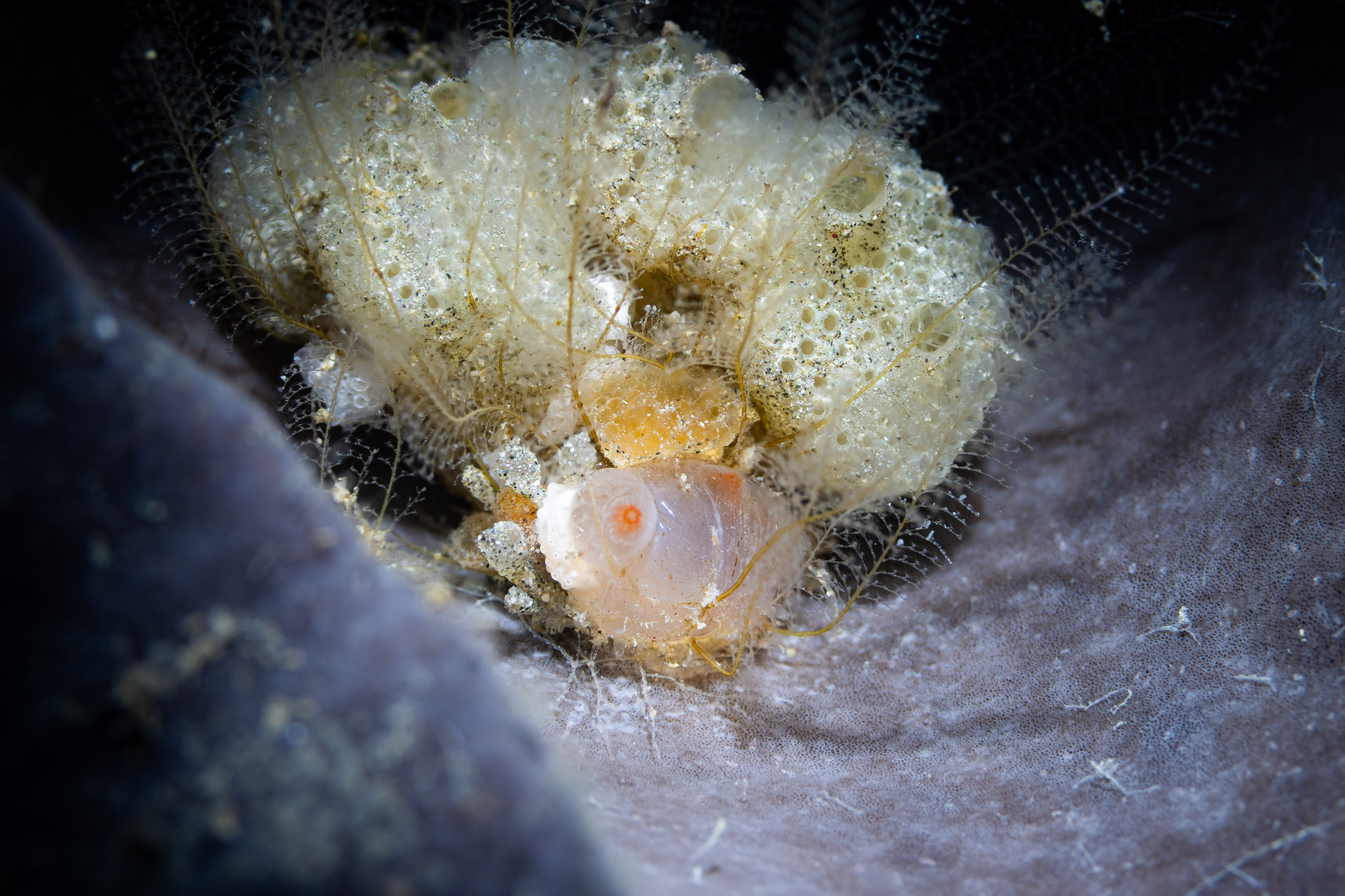 Corella eumyota Traustedt, 1882