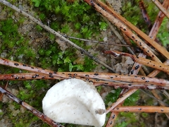 Amanita torrendii