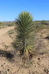 Yucca filifera