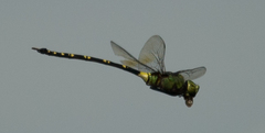 Anax tristis