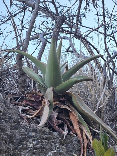 Aloe vacillans