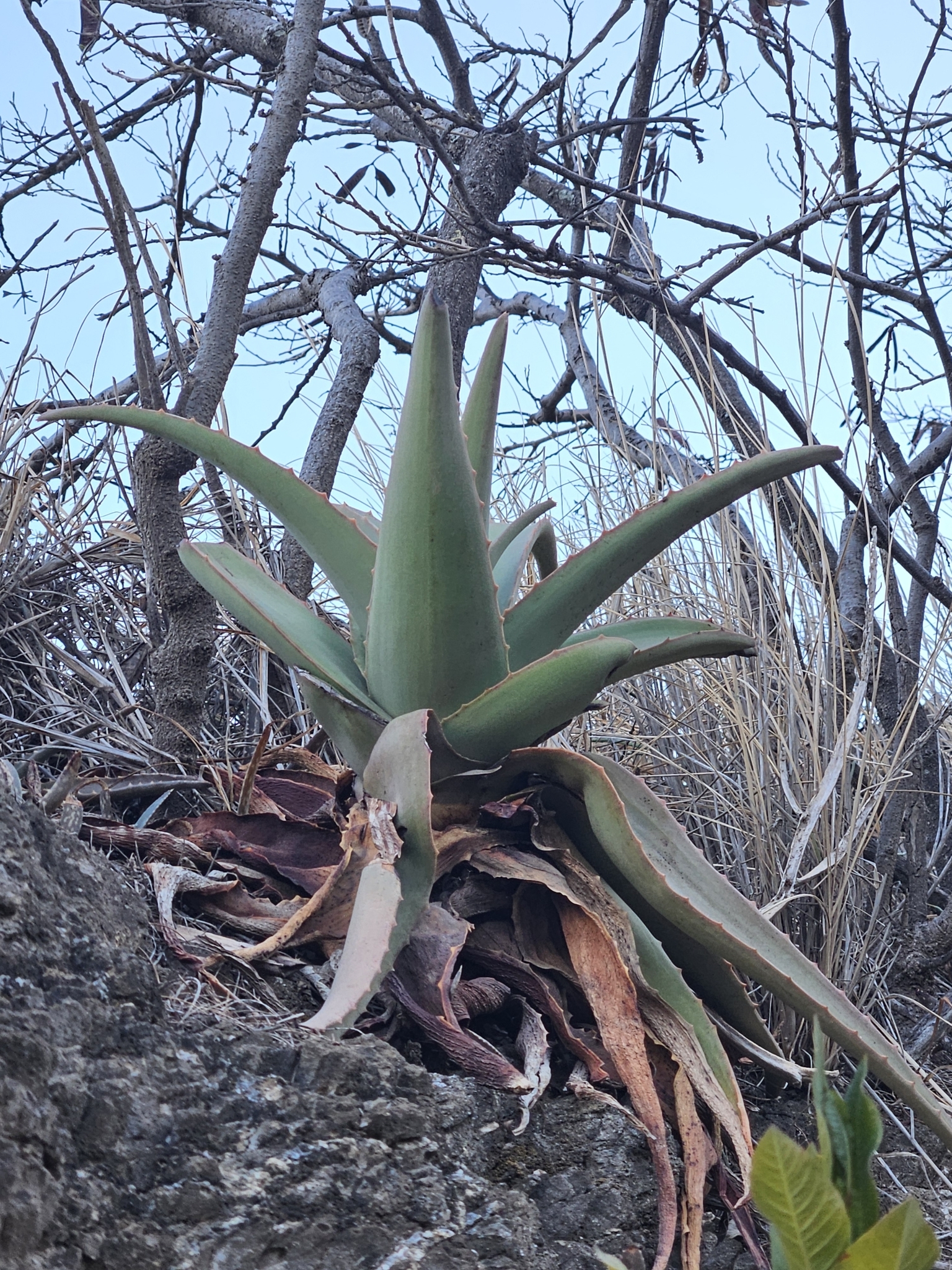 Aloe vacillans