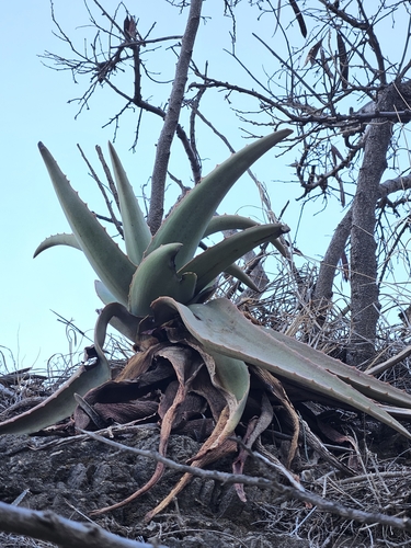Aloe vacillans