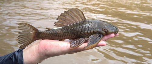 Speckled pleco (Hemiancistrus punctulatus) — Loricariidae — 4