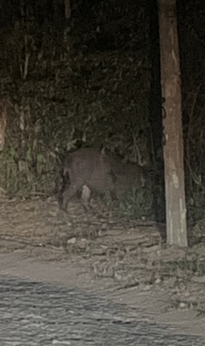 South American Tapir