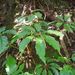 Begonia carolineifolia - Photo 由 Luis Angel Aguilar Orea 所上傳的 (c) Luis Angel Aguilar Orea，保留部份權利CC BY-NC