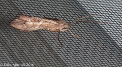 Nemotaulius hostilis