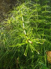 Equisetum myriochaetum