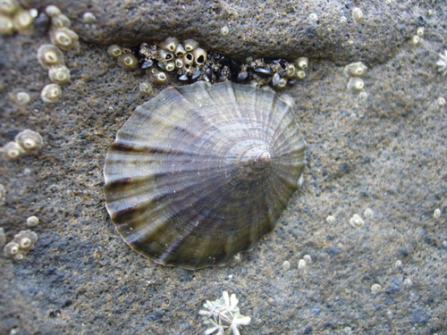Cellana radians