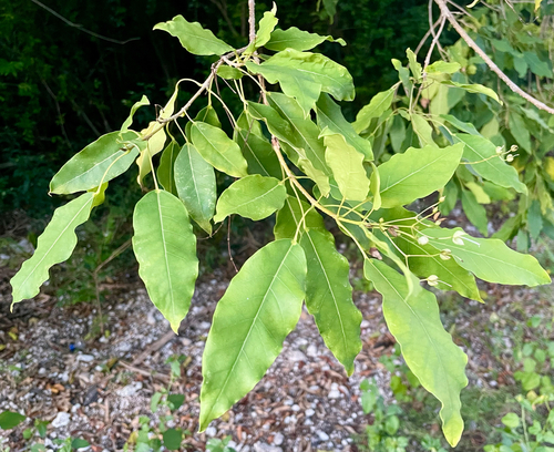 Catalpa longissima observed 2025-10-10