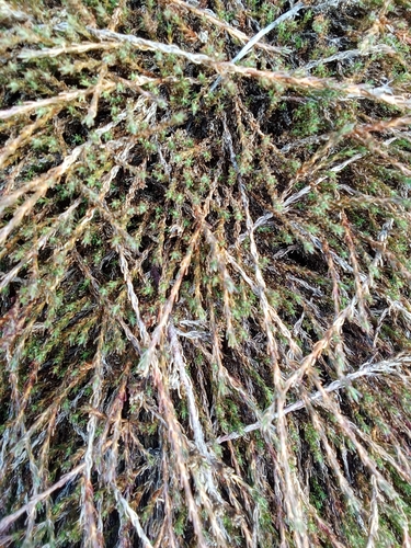 Dracophyllum prostratum, photograph 6