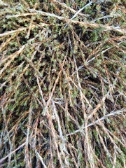 Dracophyllum prostratum, photograph author not stated, no rights reserved