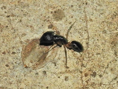Camponotus jeanneliCamponotus jeanneli