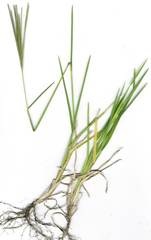 Radiate fingergrass