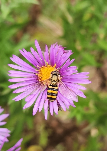 Unknown species found near Darien, IL, USA