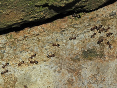 Crematogaster castanea