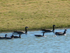 Branta