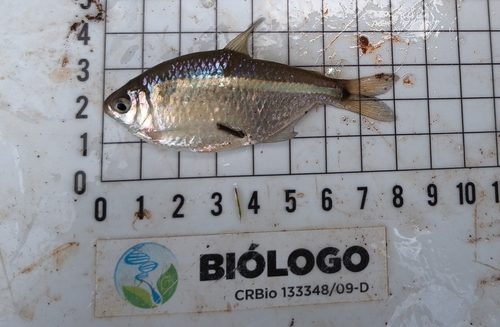 Luetken's tetra (Hyphessobrycon luetkenii) — Characidae — 5