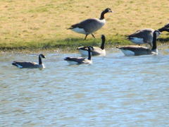 Branta