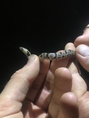 Atractus major