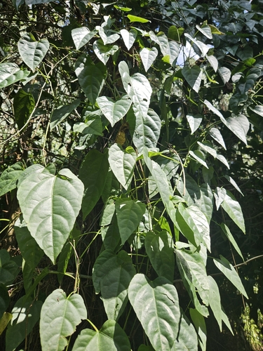 Cissus, 2025-10-10