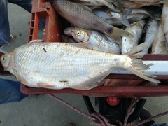 Brycon dentex