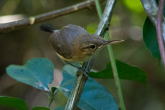 Ramphocaenus melanurus