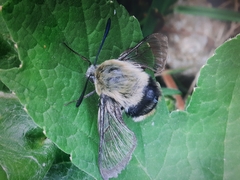 Hemaris tityus