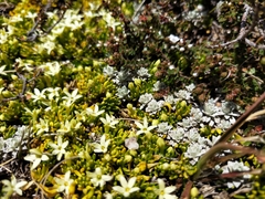 Stackhousia pulvinaris