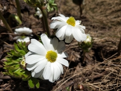 Ranunculus anemoneus
