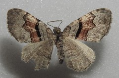 Xanthorhoe packardata