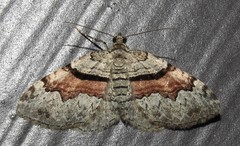 Xanthorhoe packardata