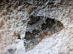 Entephria infidaria