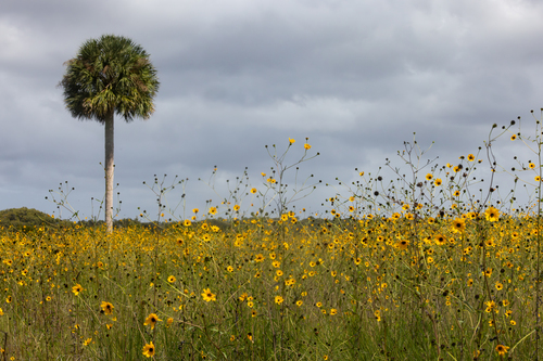 Helianthus agrestis, photograph 5