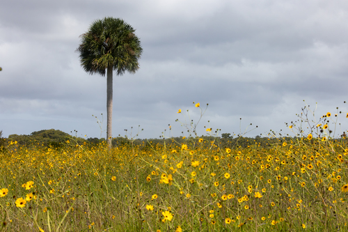 Helianthus agrestis, photograph 6