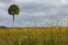 Helianthus agrestis, photograph (c) Ryan F. Mandelbaum, some rights reserved (CC BY)
