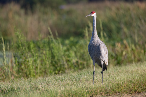 Sandhill Crane