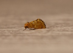 Chrysoecia dela