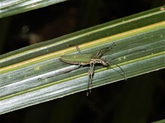 Calliprason sinclairi