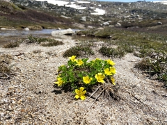 Ranunculus niphophilus