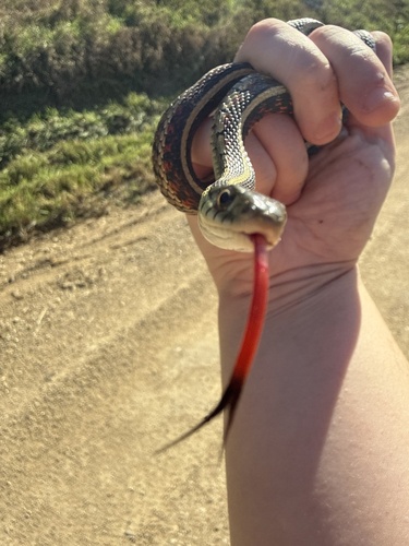 Common Garter Snake photographed in Kansas