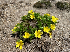 Ranunculus niphophilus