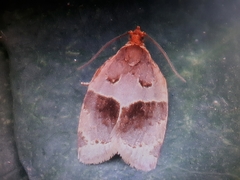 Clepsis dumicolana