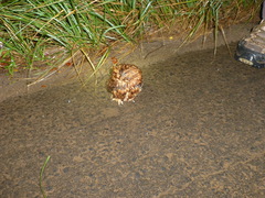 Otus rutilus rutilus