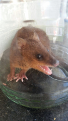 Yellow-Sided Opossum photo 3